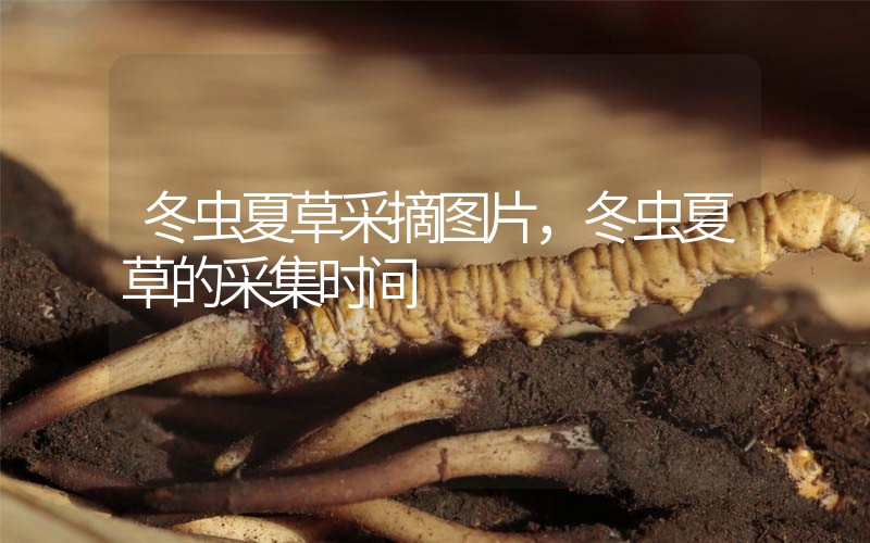 冬蟲夏草采摘圖片，冬蟲夏草的采集時間