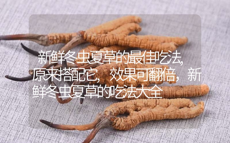 新鮮冬蟲夏草的最佳吃法,原來搭配它,效果可翻倍，新鮮冬蟲夏草的吃法大全