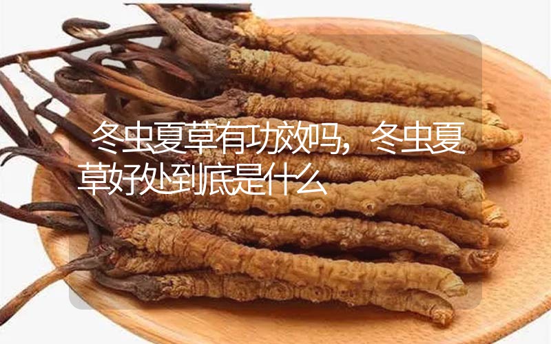 冬蟲夏草到底有什么神奇作用?冬蟲夏草好處到底有哪些？