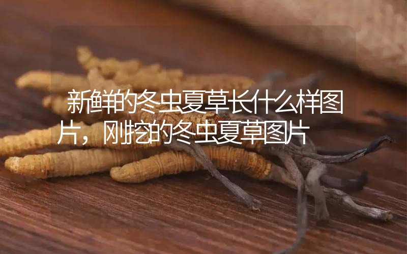 新鮮的冬蟲夏草長什么樣圖片，剛挖的冬蟲夏草圖片