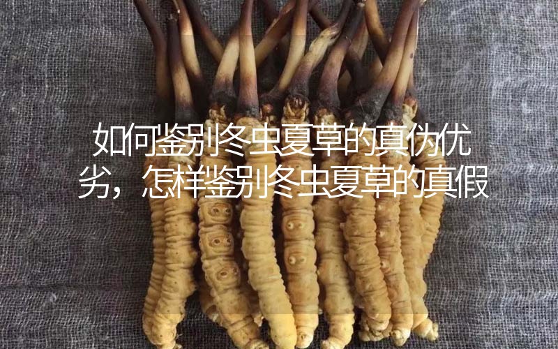 如何鑒別冬蟲夏草的真?zhèn)蝺?yōu)劣，怎樣鑒別冬蟲夏草的真假