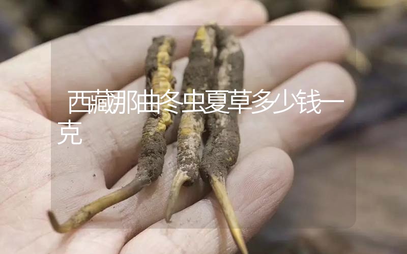 西藏那曲冬蟲夏草多少錢一克？