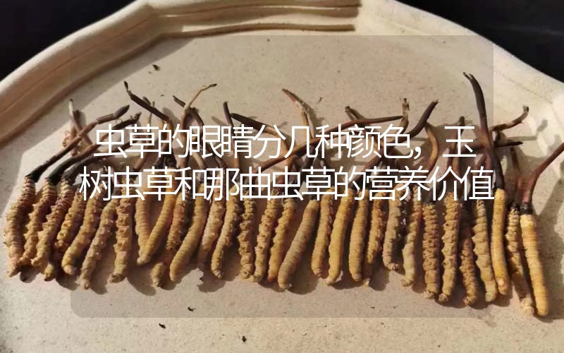 蟲草的眼睛分幾種顏色，玉樹蟲草和那曲蟲草的營(yíng)養(yǎng)價(jià)值