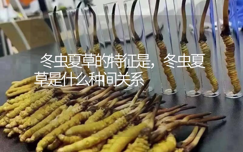 冬蟲夏草的特征是，冬蟲夏草是什么種間關(guān)系