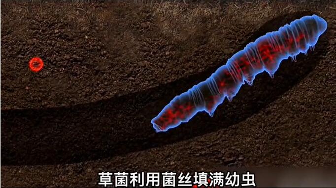 神奇的冬蟲夏草為什么能從蟲子變成草？它到底是怎么形成的呢？