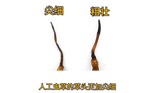 人工蟲草和野生蟲草如何分辨？人工冬蟲夏草怎么鑒別