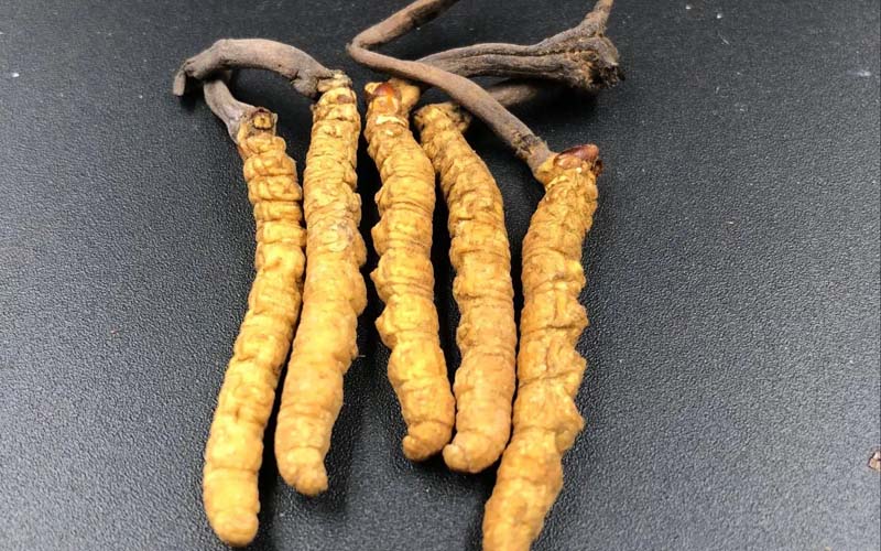 女人服用冬蟲夏草有什么作用？冬蟲夏草對女性的作用  ? ?