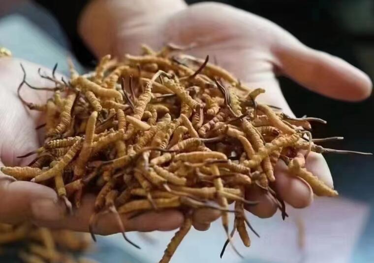 冬蟲夏草成分有哪些?新鮮冬蟲夏草哪里好？