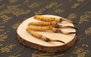 長期吃冬蟲夏草會不會耐藥呢？