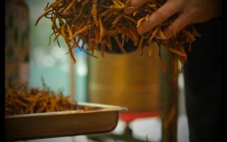 為什么要購(gòu)買新鮮冬蟲(chóng)夏草？