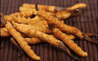 什么樣的冬蟲(chóng)夏草才算好的？