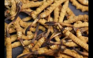 全網(wǎng)較全的冬蟲夏草常識：起源、分類、特點……