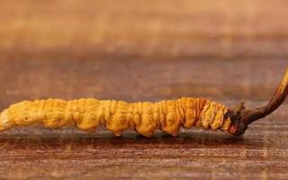 正品西藏冬蟲夏草 那曲蟲草哪里買？