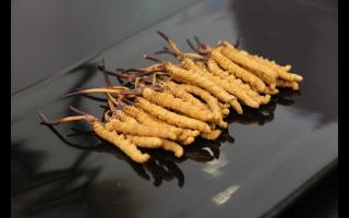 消費(fèi)者對(duì)冬蟲(chóng)夏草有哪些誤區(qū)？