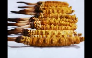 新鮮冬蟲夏草的干燥方法及其對(duì)營(yíng)養(yǎng)成分的影響？