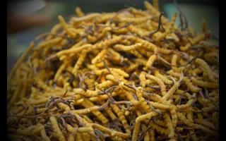 全國(guó)十大冬蟲夏草產(chǎn)地揭秘，你知道幾個(gè)？