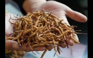 新鮮冬蟲夏草怎么保存，謹(jǐn)記五要素！