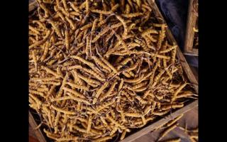 購(gòu)買大量冬蟲夏草時(shí)應(yīng)如何保存，才不會(huì)變質(zhì)！