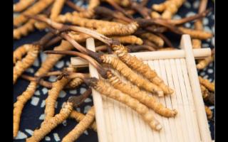 五個(gè)特征暴露冬蟲夏草質(zhì)量優(yōu)劣！