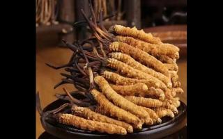 冬蟲夏草長毛了還有作用嗎？蟲草長毛怎么辦？