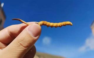 冬蟲夏草斷的和完整的區(qū)別！