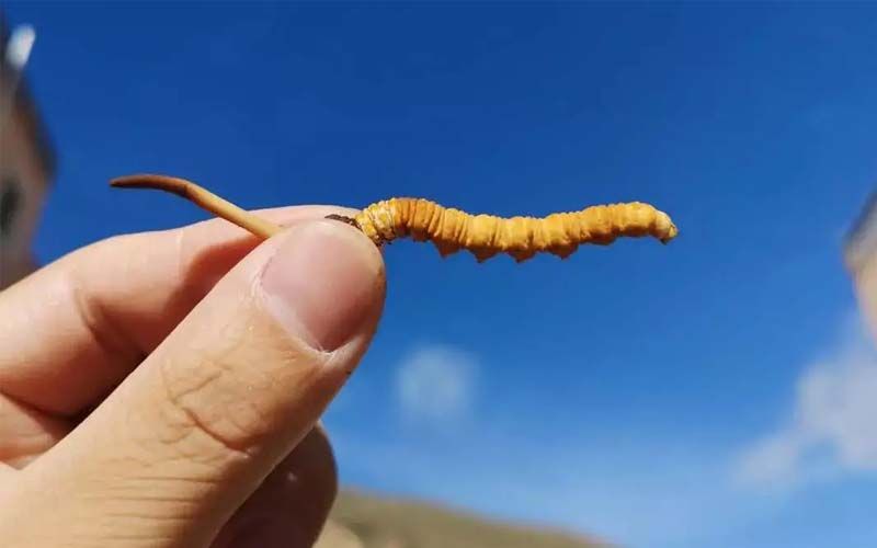 如何妥善保存新鮮的冬蟲(chóng)夏草和干燥蟲(chóng)草？