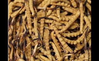 冬蟲夏草的用量和用法你吃對(duì)了嗎？