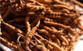 冬蟲夏草可通過暴曬來進(jìn)行防潮嗎？