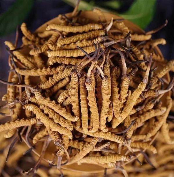 冬蟲夏草和西瓜子可以一起食用。冬蟲夏草被認(rèn)為具有滋陰補(bǔ)腎、益氣養(yǎng)血的作用，而西瓜子富含蛋白質(zhì)、脂肪、維生素B、鎂等營養(yǎng)物質(zhì)，有助于促進(jìn)消化、補(bǔ)充能量等。