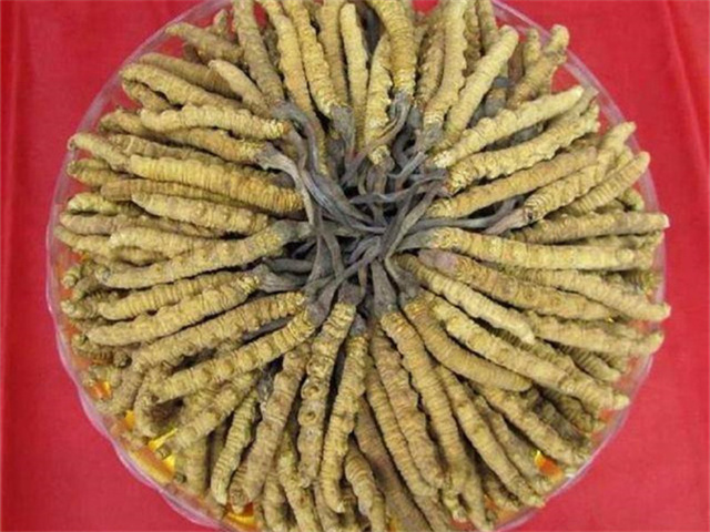 冬蟲夏草價格一克多少錢？影響冬蟲夏草價格的4個因素