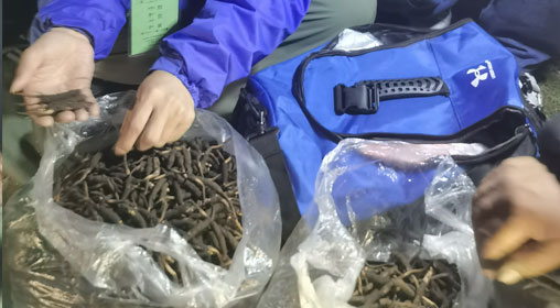 新鮮那曲蟲草多少錢一根？揭秘冬蟲夏草的價格密碼