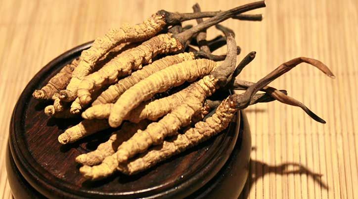 冬蟲夏草的價(jià)格一克：為何如此昂貴？