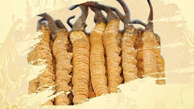冬蟲夏草御寒效果好嗎？科學(xué)解讀其抗寒機(jī)制