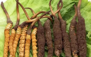 到哪里買新鮮的冬蟲夏草？三步辨真?zhèn)?，四大渠道安心?> </div>
            <div   id=