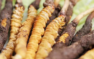 冬蟲(chóng)夏草：曬干食用還是鮮食更優(yōu)？