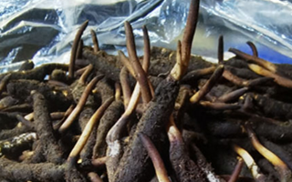冬蟲夏草鮮草能不能泡酒？科學(xué)解析與實用指南