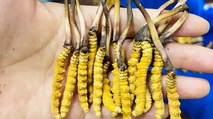 鮮冬蟲夏草出水怎么辦？實用處理指南