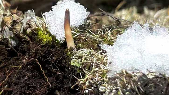 探秘雪域珍寶：最大的新鮮<a href=http://www.shjiuxinzc.com/ target=_blank class=infotextkey><a href=http://www.shjiuxinzc.com/s/nqcc/ target=_blank class=infotextkey>那曲冬蟲(chóng)夏草</a></a>