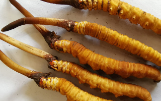 冬蟲(chóng)夏草鮮草價(jià)格多少？揭秘其背后的定價(jià)密碼