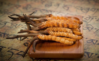 冬蟲(chóng)夏草鮮草會(huì)上火嗎？科學(xué)解讀其食用特性