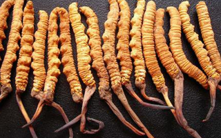 純野生冬蟲夏草多少錢一克？價格背后的秘密?