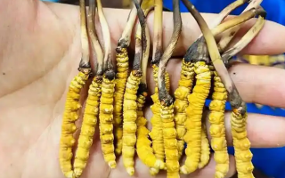 冰鮮冬蟲夏草能吃嗎？科學解讀與食用指南