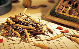 冬蟲夏草是什么長成的？揭秘其獨特的生長歷程