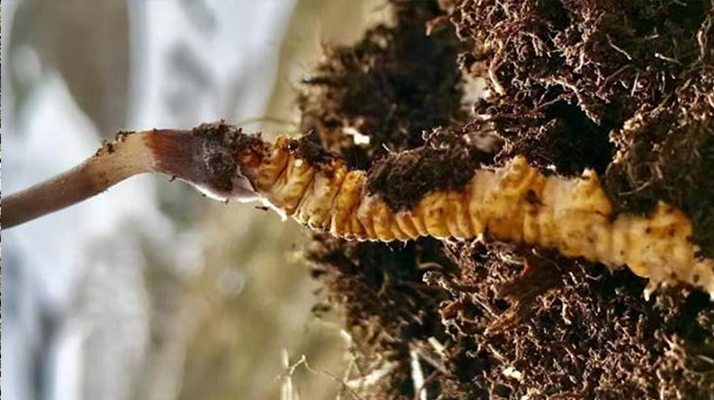 <a href=http://www.shjiuxinzc.com/xinxian/ target=_blank class=infotextkey>新<a href=http://www.shjiuxinzc.com/xinxian/ target=_blank class=infotextkey>鮮冬蟲夏草</a></a>何時采摘