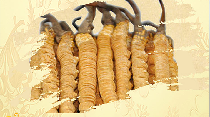 <a href=http://www.shjiuxinzc.com/ target=_blank class=infotextkey>冬蟲夏草</a>夏天如何保存