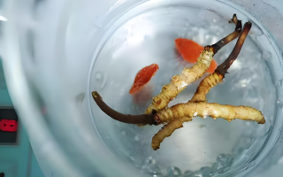 冬蟲夏草一天長(zhǎng)多少株正常？揭開“靈芝之王”的成長(zhǎng)秘密