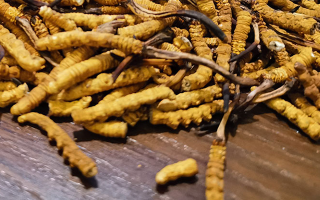 這些人需謹(jǐn)慎！冬蟲(chóng)夏草的不適宜人群及健康提示