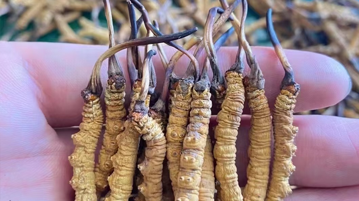 一盒冬蟲夏草多少錢？從規(guī)格到定位的價格解析
