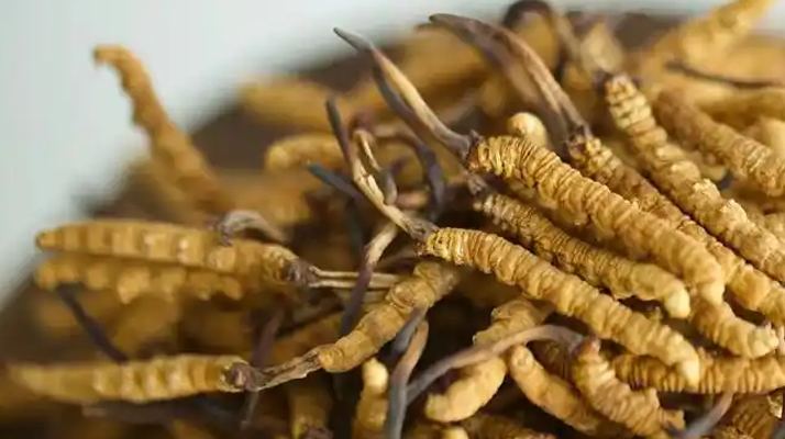 正品冬蟲夏草的藥用價(jià)值:從傳統(tǒng)智慧到現(xiàn)代科學(xué)的雙重印證