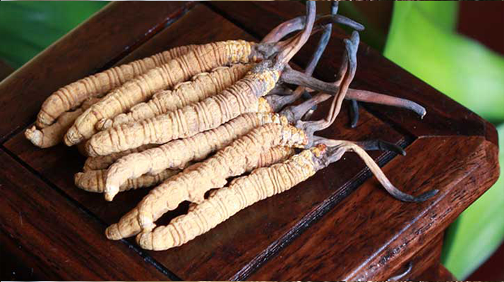 長期干咳如何吃冬蟲夏草:潤肺止咳的科學(xué)食用指南